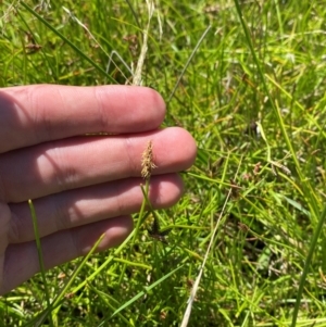 Eleocharis atricha at Jerrabomberra Grassland - 7 Feb 2024