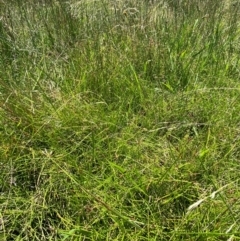 Eleocharis atricha at Jerrabomberra Grassland - 7 Feb 2024