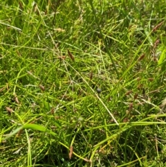 Eleocharis atricha at Jerrabomberra Grassland - 7 Feb 2024 12:43 PM