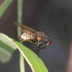 Anthomyia punctipennis at ORD001: OConnor Ridge Drain - 24 Mar 2024 by ConBoekel