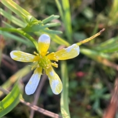 Ranunculus inundatus (River Buttercup) at Wollemi National Park - 24 Mar 2024 by JaneR