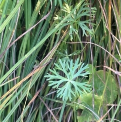 Ranunculus inundatus at Wollemi National Park - 24 Mar 2024