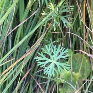 Ranunculus inundatus at Wollemi National Park - 24 Mar 2024