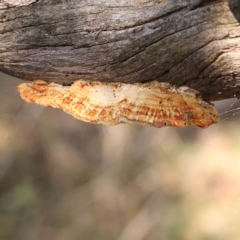 Truncospora ochroleuca at Bruce Ridge - 24 Mar 2024 by ConBoekel