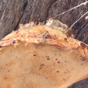 Truncospora ochroleuca at Bruce Ridge - 25 Mar 2024