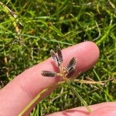 Cyperus sanguinolentus (A Sedge) at Jerrabomberra Grassland - 7 Feb 2024 by Tapirlord