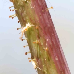 Unidentified Uncategorised Fungi at O'Connor, ACT - 25 Mar 2024 by ConBoekel