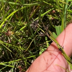 Schoenus apogon (Common Bog Sedge) at Jerrabomberra Grassland - 7 Feb 2024 by Tapirlord