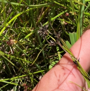 Schoenus apogon at Jerrabomberra Grassland - 7 Feb 2024