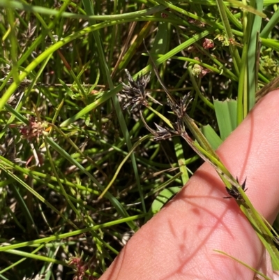 Schoenus apogon (Common Bog Sedge) at Hume, ACT - 7 Feb 2024 by Tapirlord