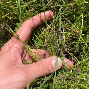 Schoenus apogon at Jerrabomberra Grassland - 7 Feb 2024