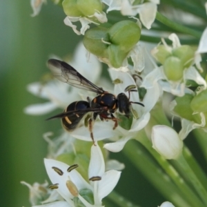 Lasioglossum (Australictus) peraustrale at Hall, ACT - 4 Mar 2024