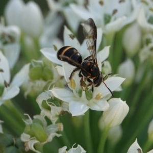 Lasioglossum (Australictus) peraustrale at Hall, ACT - 4 Mar 2024