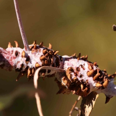 Unverified Unverified Insect Gall at Bruce Ridge - 25 Mar 2024 by ConBoekel