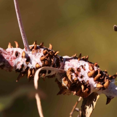 Unidentified Unidentified Insect Gall at O'Connor, ACT - 25 Mar 2024 by ConBoekel