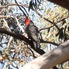 Callocephalon fimbriatum (Gang-gang Cockatoo) at Bruce Ridge - 24 Mar 2024 by ConBoekel