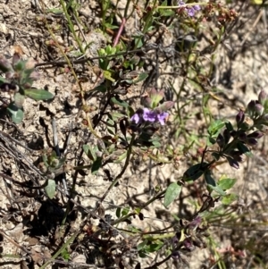 Mentha diemenica at Jerrabomberra Grassland - 7 Feb 2024 12:42 PM