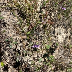 Mentha diemenica at Jerrabomberra Grassland - 7 Feb 2024