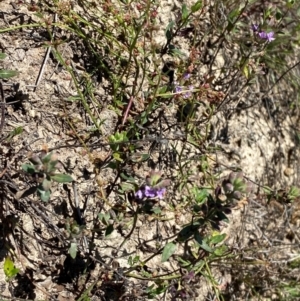 Mentha diemenica at Jerrabomberra Grassland - 7 Feb 2024