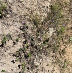 Mentha diemenica at Jerrabomberra Grassland - 7 Feb 2024