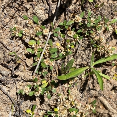 Alternanthera sp. A Flora of NSW (M. Gray 5187) J. Palmer at Jerrabomberra Grassland - 7 Feb 2024 by Tapirlord