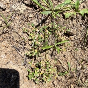 Alternanthera sp. A Flora of NSW (M. Gray 5187) J. Palmer at Jerrabomberra Grassland - 7 Feb 2024