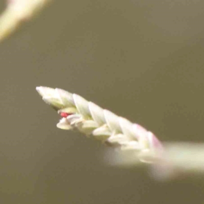 Eragrostis sp. (A Lovegrass) at Bruce Ridge - 25 Mar 2024 by ConBoekel