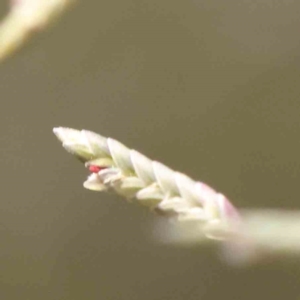 Eragrostis sp. at Bruce Ridge - 25 Mar 2024