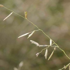 Eragrostis sp. at Bruce Ridge - 25 Mar 2024