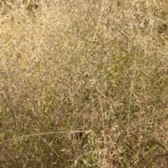 Eragrostis sp. at Bruce Ridge - 25 Mar 2024