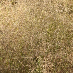 Eragrostis sp. at Bruce Ridge - 25 Mar 2024