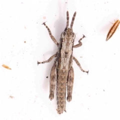 Unidentified Grasshopper, Cricket or Katydid (Orthoptera) at Bruce Ridge - 24 Mar 2024 by ConBoekel