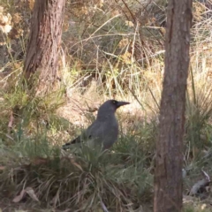 Strepera versicolor (Grey Currawong) at Bruce Ridge - 25 Mar 2024 by ConBoekel