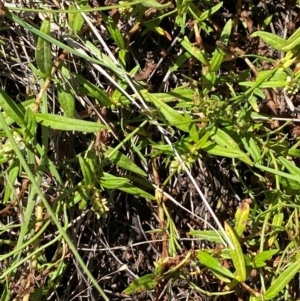 Persicaria prostrata at Jerrabomberra Grassland - 7 Feb 2024