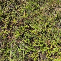 Persicaria prostrata at Jerrabomberra Grassland - 7 Feb 2024
