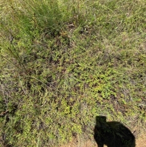 Persicaria prostrata at Jerrabomberra Grassland - 7 Feb 2024