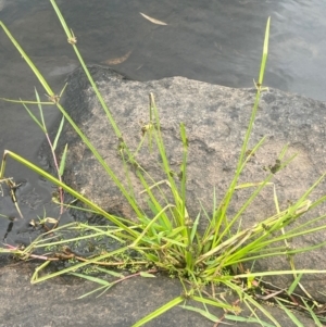 Cyperus difformis at Rylstone, NSW - 23 Mar 2024 05:20 PM