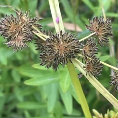 Cyperus difformis at Rylstone, NSW - 23 Mar 2024 05:20 PM