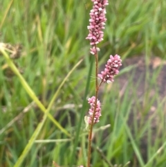 Persicaria lapathifolia (Pale Knotweed) at Rylstone, NSW - 23 Mar 2024 by JaneR