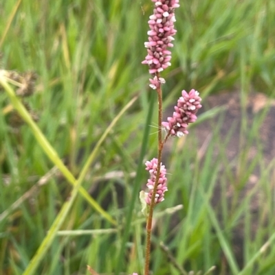 Persicaria lapathifolia (Pale Knotweed) at Rylstone, NSW - 23 Mar 2024 by JaneR