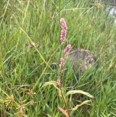 Persicaria decipiens at Rylstone, NSW - 23 Mar 2024