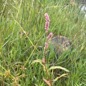 Persicaria lapathifolia at Rylstone, NSW - 23 Mar 2024 05:21 PM