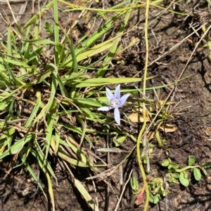 Isotoma fluviatilis subsp. australis at Jerrabomberra Grassland - 7 Feb 2024