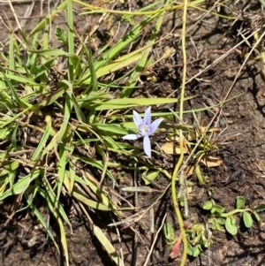 Isotoma fluviatilis subsp. australis (Swamp Isotome) at Jerrabomberra Grassland by Tapirlord