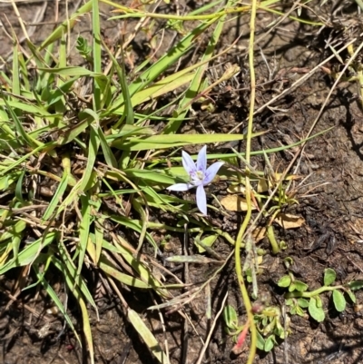 Isotoma fluviatilis subsp. australis (Swamp Isotome) at Hume, ACT - 7 Feb 2024 by Tapirlord