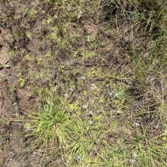 Isotoma fluviatilis subsp. australis at Jerrabomberra Grassland - 7 Feb 2024
