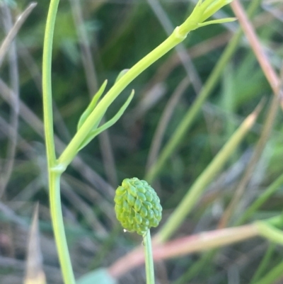 Ranunculus papulentus (Large River Buttercup) at Kandos, NSW - 25 Mar 2024 by JaneR