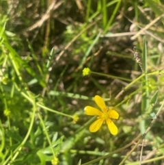 Ranunculus papulentus at Kandos, NSW - 25 Mar 2024 03:27 PM