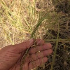 Eragrostis curvula (African Lovegrass) at Denman Prospect, ACT - 28 Mar 2024 by brettguy80