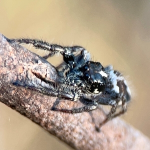 Sandalodes scopifer at Campbell Park Woodland - 28 Mar 2024 05:29 PM